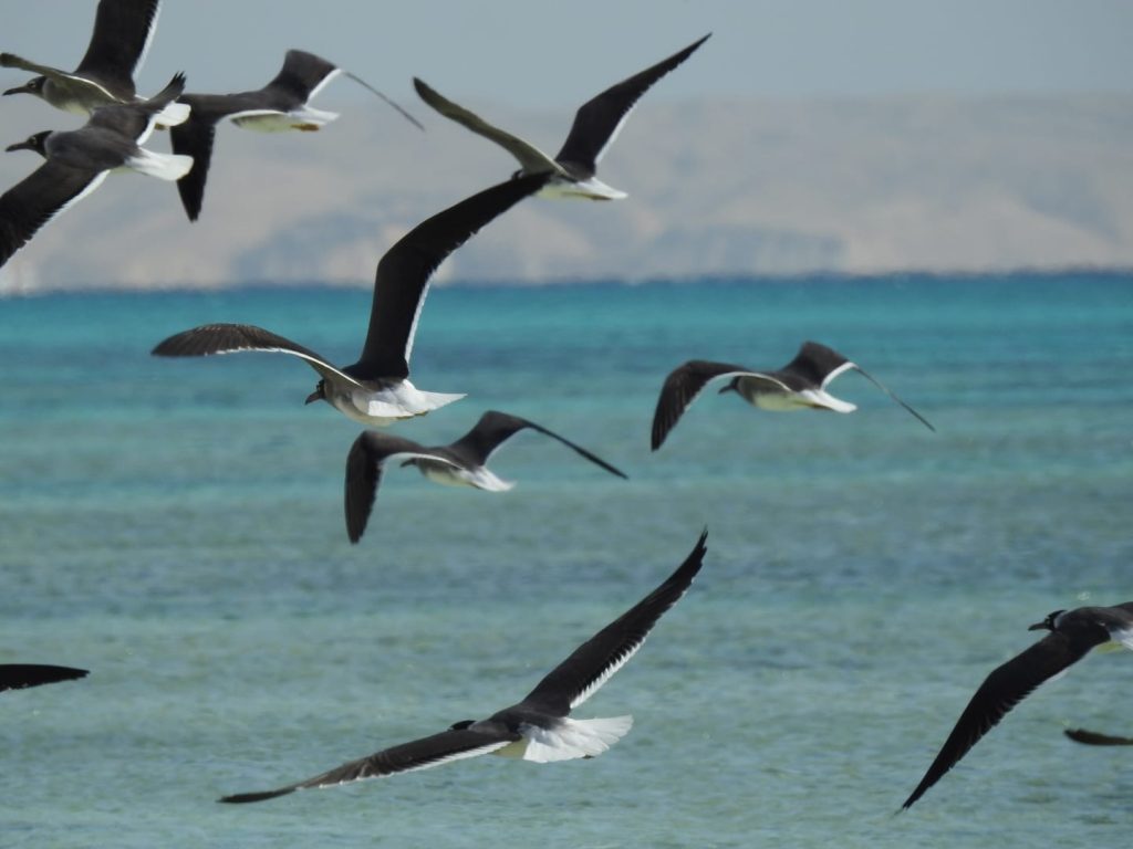 Hurghada Red Sea