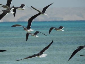 Hurghada Red Sea